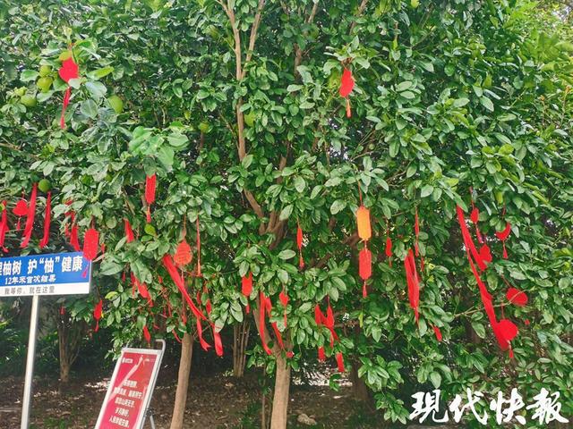 扬州两棵“连理柚”种植12年后首次结果专家：好看但不好吃(图1)