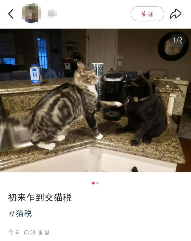 大量美国人涌入自称“赛博难民”！小红书急聘英文审核…网友：求翻译(图3)