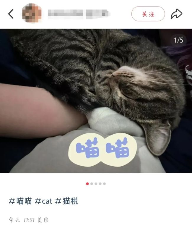 大量美国人涌入自称“赛博难民”！小红书急聘英文审核…网友：求翻译(图4)