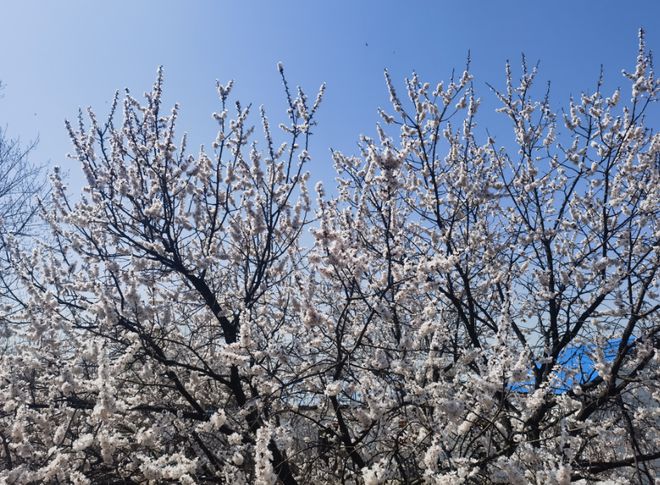 发放奖金497万!响水张可可秦凯(图1)