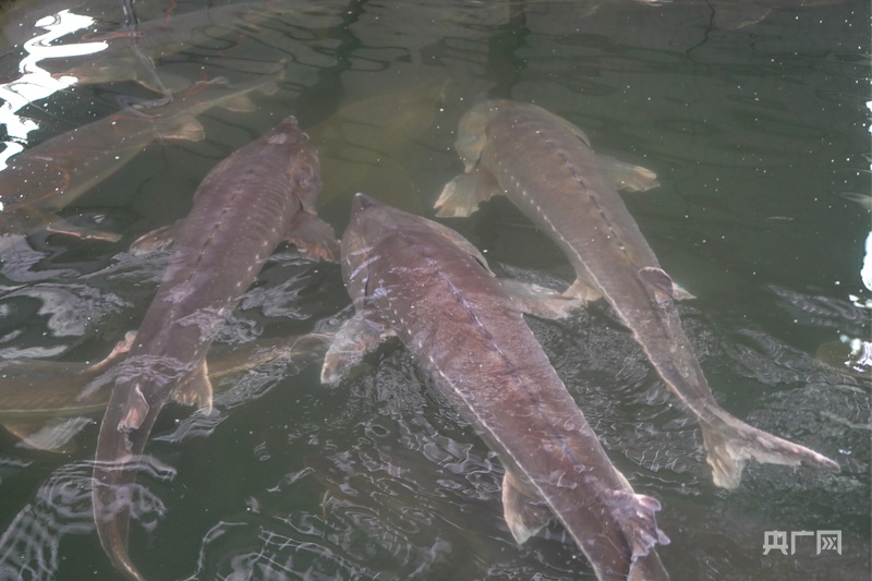 高质量发展看中国｜一江清水映“绿”生“金”(图6)